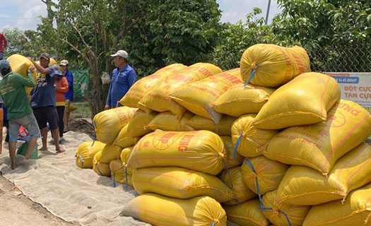 Sản xuất lúa an toàn hướng đến thị trường quốc tế